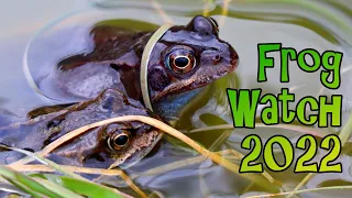 Collecting Frog Spawn and How to Set Up a Tadpole Tank - Frog Watch 2022