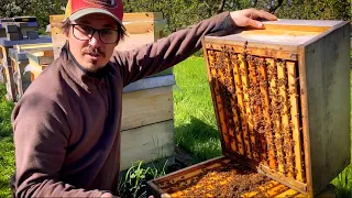 Imkerei Bienenwiese - Saisonauftakt 2023 auf der Obstwiese - Zander einzargig, zweizargig und Zadant
