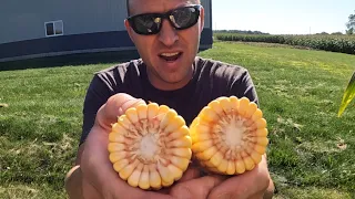 Corn Plot Walk-through - #750