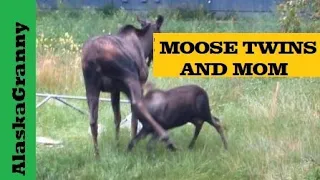 Moose Twins with Mother Moose Alaska