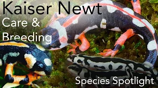 Kaiser Newt (Care & Breeding) - Species Spotlight EP2