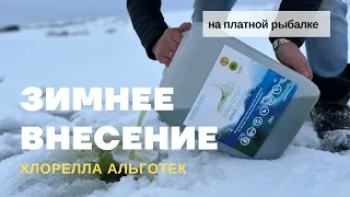 Зимнее внесение хлореллы АЛЬГОТЕК! на платной рыбалке в Московской области