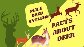 FACTS ABOUT DEER FOR KIDS | DID YOU KNOW? MALE DEER FACTS | DEER FACTS | DEER ANTLERS