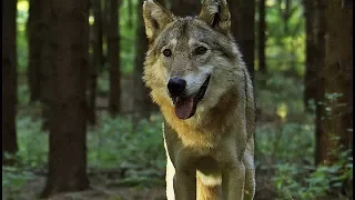 AUF DER JAGD - WEM GEHÖRT DIE NATUR? | Trailer deutsch german [HD]