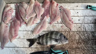 Limit of Sheepshead & Inshore slam on Pine Island, Florida. Old Town Autopilot 120, Best kayak ever?