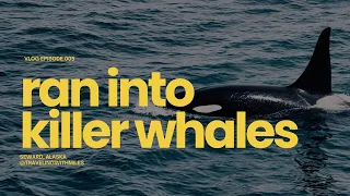 RAN INTO ORCAS AND BEARS IN ALASKA // Alaska Vlog June 2022
