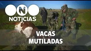 Misterio por más vacas mutiladas