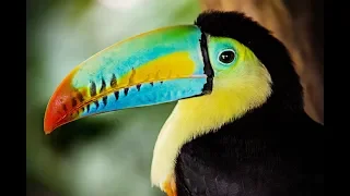 Toucan species,Beautiful and Amazing Beaks In The World | The Animal Adventure |