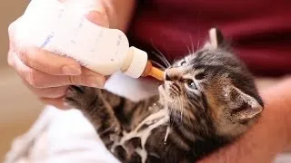 Bottle Feeding A Baby Kitty Cat