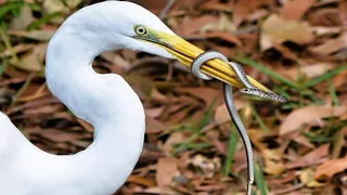 egret swallowed alive fish