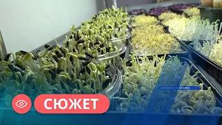 Семья из Олекминска выращивает микрозелень по соцконтракту