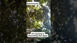 Air Layering or Marcotting Star Apple