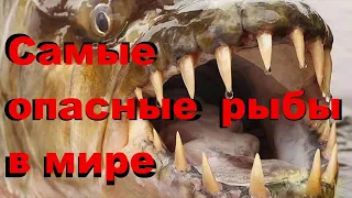 9 самых опасных рыб в мире. Монстры рек  / TimonFix