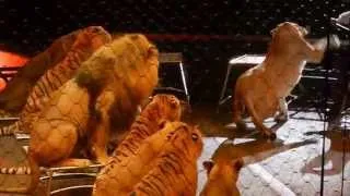 Lions and Tigers with the Ringling Bros Circus at a performance in Baltimore