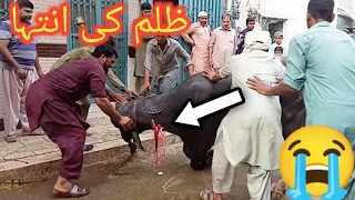 eid ul adha 2023 qurbani - angry Cow - buffalo qurbani 2023  - Cow attack - Cow qurbani 2023 Lahore