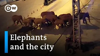 Migrating elephant herd travels through Chinese city | DW News