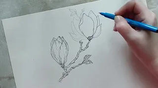 How to Draw a Magnolia Flower 2