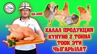 Ой-Боой! АЗАМАТ ишкер экен, ТАЗА ТООК эти "Ансар адал" ФЕРМАСЫНДА