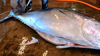 Cutting 400kgs Bluefin Tuna is As Easy As Cutting Cream