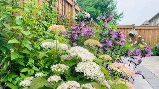 An evening in my garden: Transplanting Boxwood, Roses & cutting back Salvia + Garden Update 🌸💐🪴