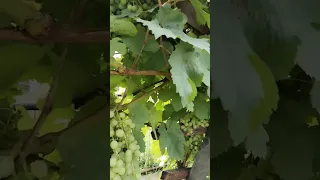 Сибирский виноград #кузбасс #лето