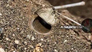 How a tarantula builds a trapdoor lid on its burrow