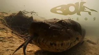 Diving with a Giant Anaconda in Brazil