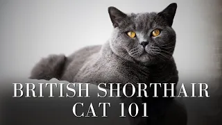 British Shorthair Cat 101