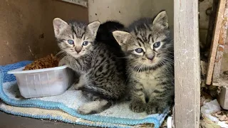 You will fall in love with these incredibly beautiful Little Kittens.