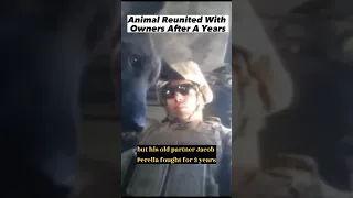 Animals Reunited With Owners After Years Billie Eilish Happier Than Ever Editz #shorts