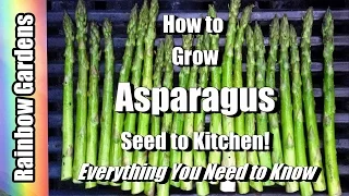 How to Grow Asparagus 101, Seed to Kitchen, Everything You Want to Know, Problems, Planting, More