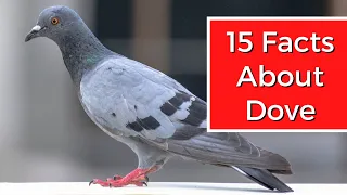 15 Interesting Facts About Dove