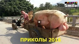 Лучшие Приколы 2016, #112 Смотреть видео приколы 2016 лучшее Смешное видео новое 2016