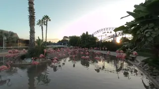 VR180 - SeaWorld San Diego Zoo Days: BBQ & Brews - Flamingos - Saturday 19th 2020