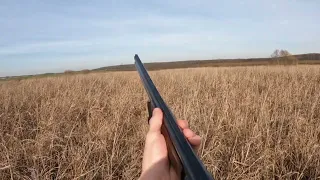 Pheasant hunting, Slavonia (GoPro)                    Lov na fazansku divljač