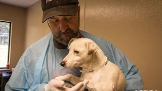 Traumatized Puppy Mill Dog Makes an Amazing Recovery