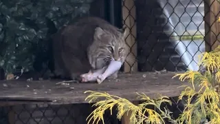 Meemie bobcat shows off her huge turkey leg dinner