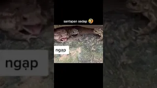 frogs try not to laugh 🤣😂