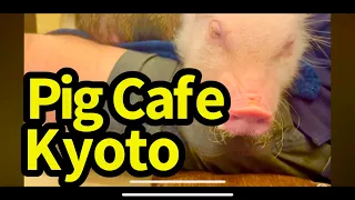 REAL Pig Cafe Review - MiPig Micropig Japanese Animal Cafe in Kyoto Japan