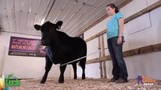 Show Cattle: How to Introduce the Show Stick