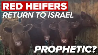 Red Heifers Return to Israel: What's Next For These Biblical Animals? | Jerusalem Dateline