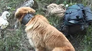 Ochrana pred medvedom