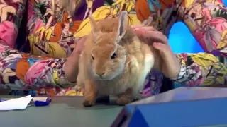 8 Out Of 10 Cats Does Countdown Series 7 Episode 3