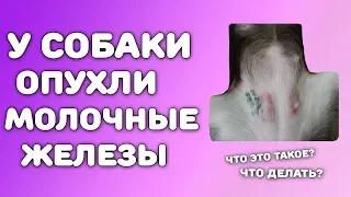 У собаки опухли молочные железы. Что это такое? Что делать?| Ложная щенность у собаки