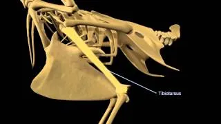 Avian Flight Adaptations