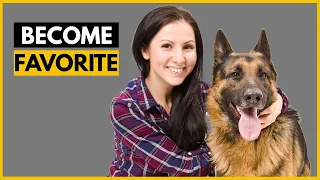 How German Shepherds Choose Their Favorite Person