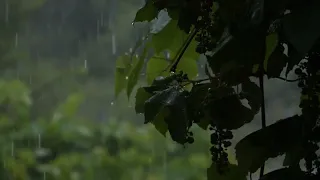 Chuva Serena: Relaxamento e Concentração