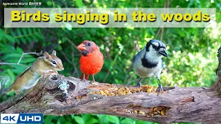 ASMR 4 HOURS of Birds Singing, No loop, 4K Bird Video, Digital Stress Relief Therapy, Cat TV, AW 041