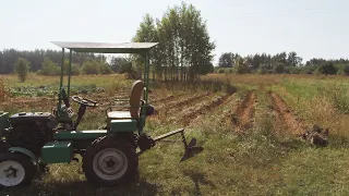 Копка картошки, что была под мульчей.