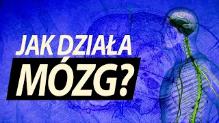 Ile informacji mieści się w mózgu?